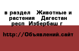  в раздел : Животные и растения . Дагестан респ.,Избербаш г.